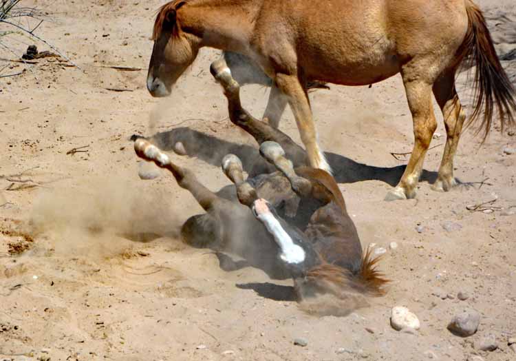 mustangs